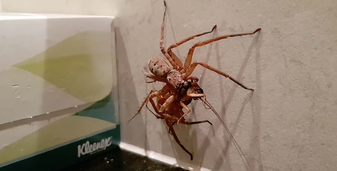 Una araña contra una cucaracha, el vídeo del día. 1