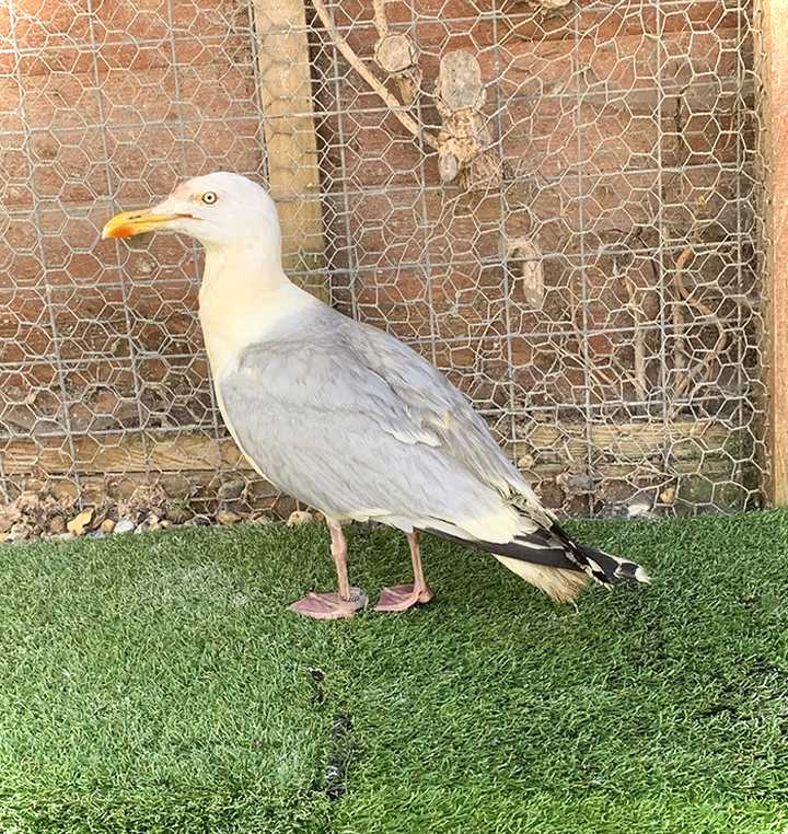 Rescatan a un exótico pájaro naranja que resulta ser una gaviota cubierta de curry. 4