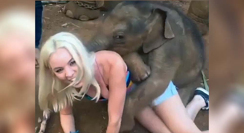 Este bebé de elefante se ha enamorado de la chica rubia 4