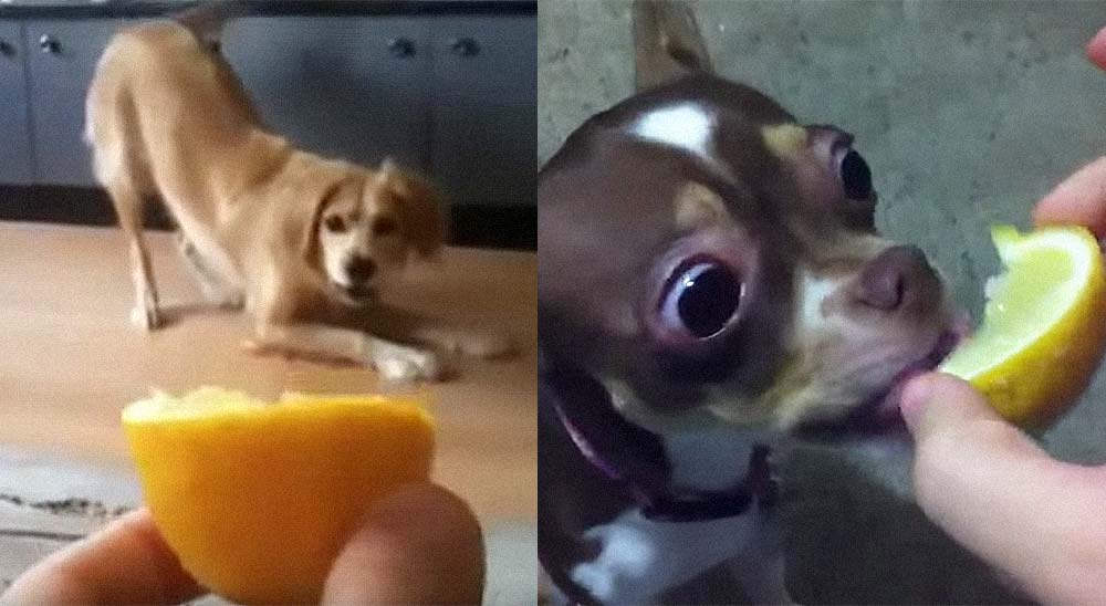 ¿Qué le pasa a un perro cuando chupa un limón? 1