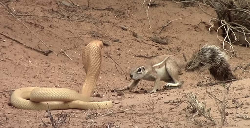Ardilla se enfrenta a una serpiente Cobra para defender a sus crías 3