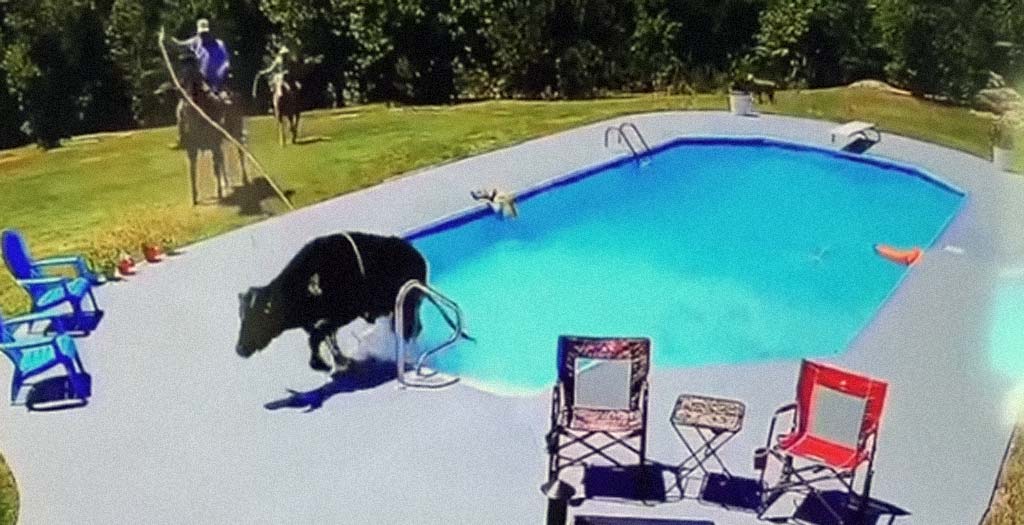 Hay una vaca en mi piscina !!! 1