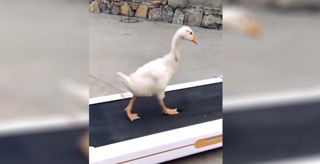 Vídeo gracioso de un pato y una cinta para correr 1